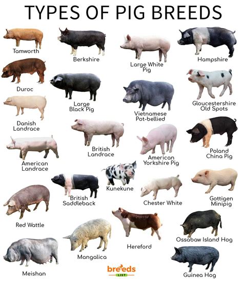 Pig Breeds for Pet Ownership: Finding the Perfect Pig