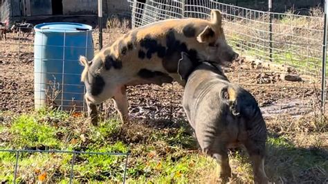 Pig Fighting as a Reflection of Inner Conflict