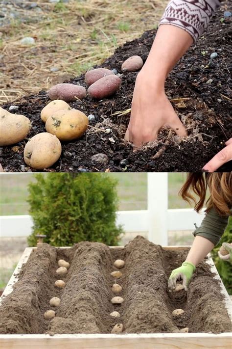 Planting Techniques for Potatoes