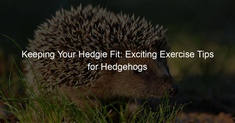 Playtime and Enrichment: Keeping Your Hedgehog Active and Stimulated