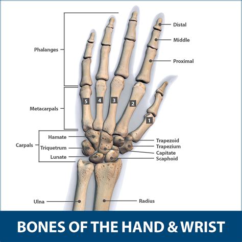 Possible Causes and Interpretations of Dreams Involving Hand Fractures