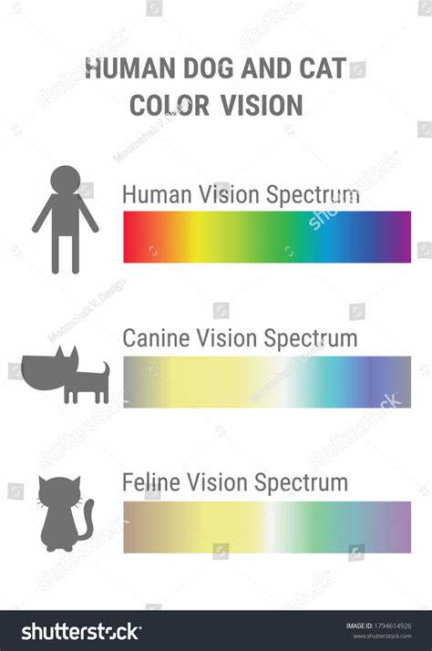 Possible Interpretations of Feline Consumption of Canines in a Vision