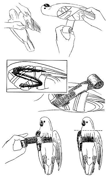 Possible Interpretations of the Avian's Fractured Bill