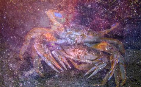 Possible Meanings and Analysis of Dreaming About a Colossal Crab