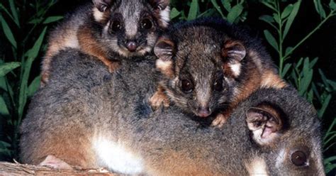 Possums as Pets: The Allure of Taming Wild Creatures