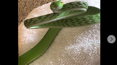 Potential Connections Between Emerald Serpents and Intimate Bonds in Enigmatic Reveries