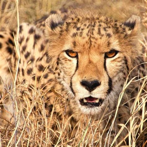 Practical Steps to Confront and Overcome the Symbolic Cheetah Chase