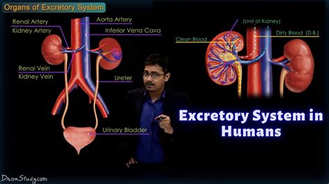 Practical Tips for Analyzing and Making Sense of Dreams Involving Excretion