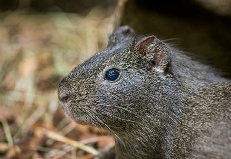 Practical Tips for Analyzing and Understanding Dreams Involving Grey Rodents