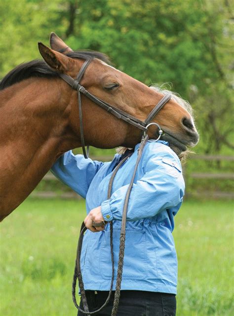 Practical Tips for Analyzing and Understanding Dreams of Cleansing an Equine Companion