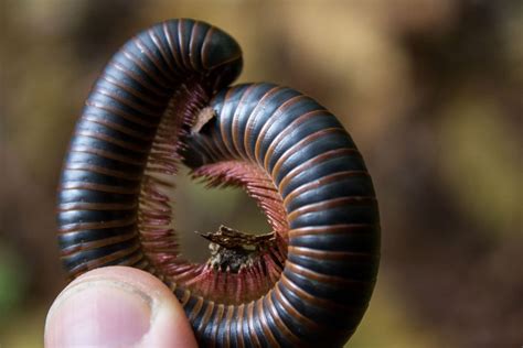 Practical Tips for Deciphering and Comprehending Your Vision of the Majestic Enormous Millipede