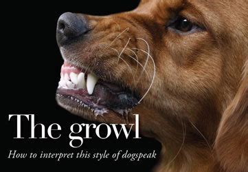 Practical Tips for Handling a Dream Involving a Growling Canine