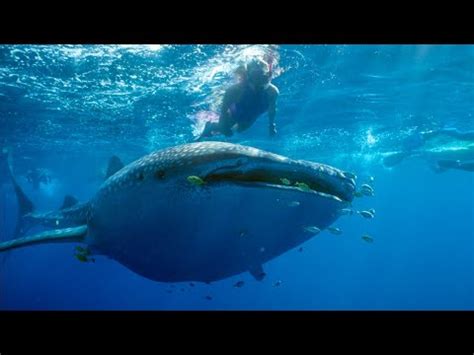 Prepare for an Unforgettable Encounter with Majestic Ocean Giants