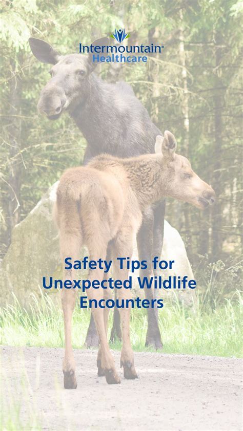 Preparing Children for Unexpected Wildlife Encounters