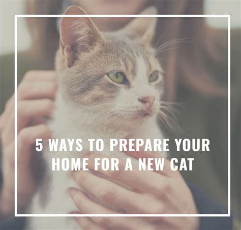 Preparing Your Home for a New Cat Buddy