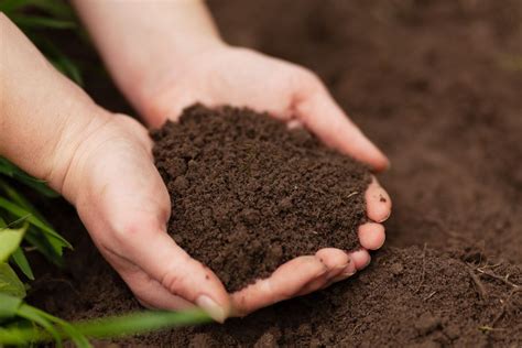 Preparing Your Soil for a Thriving Garden: Expert Advice