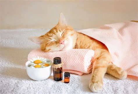 Preparing for a Successful Feline Spa Session