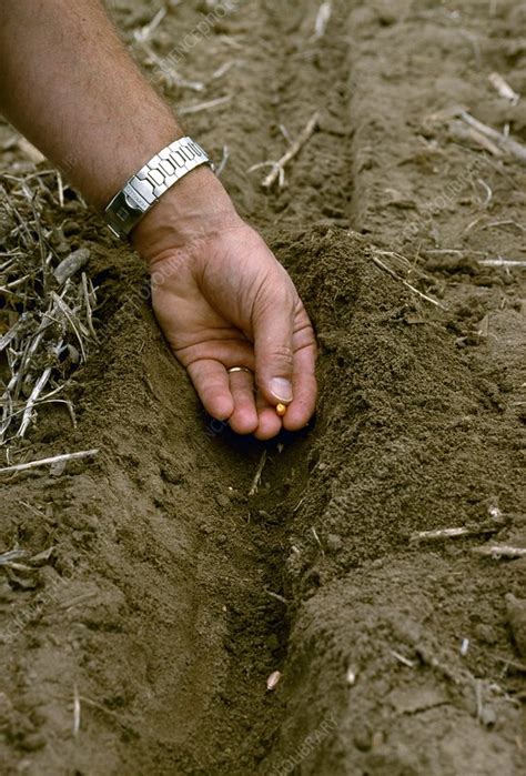 Preparing the Soil and Planting the Maize Seeds