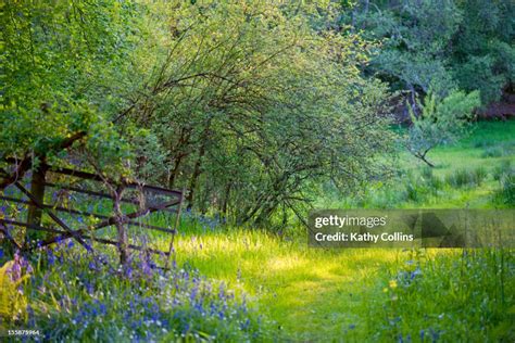 Preservation and Care of a Sunlit Meadow