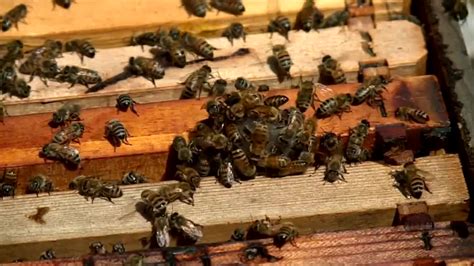 Preserving Bee Populations: The Challenges They Encounter