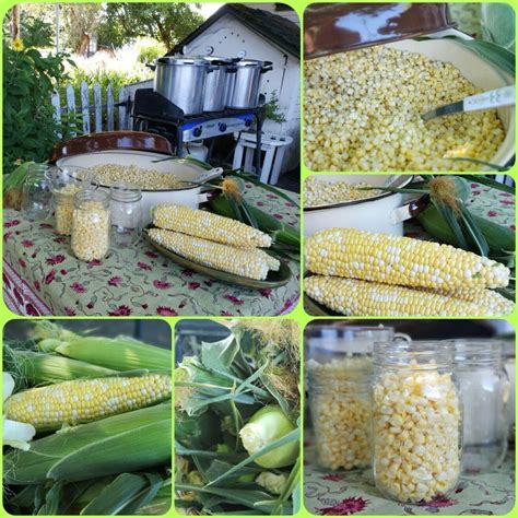 Preserving Fresh Corn: Methods for Enjoying Your Harvest All Year Long