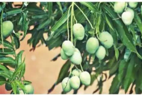 Preserving and Protecting Mango Orchards for Future Generations