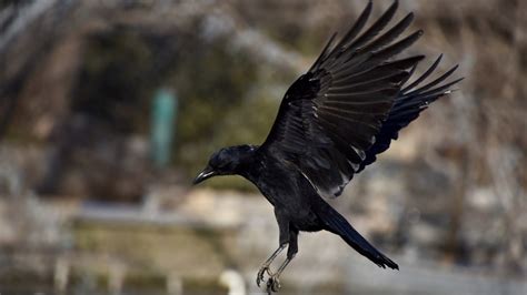 Preserving the Age-Old Art of Crow Back Travel for Future Generations