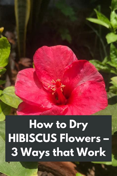 Preserving the Beauty: Effective Techniques for Drying and Pressing Blooms