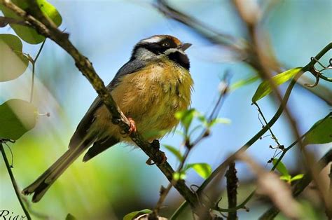 Preserving the Future of the Enigmatic Azure Finch: Conservation Efforts and Challenges