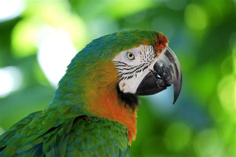 Preserving the Habitat of Magnificent Parrots: A Call to Action