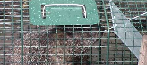 Preventing Future Infestations: Strategies for keeping groundhogs away for good