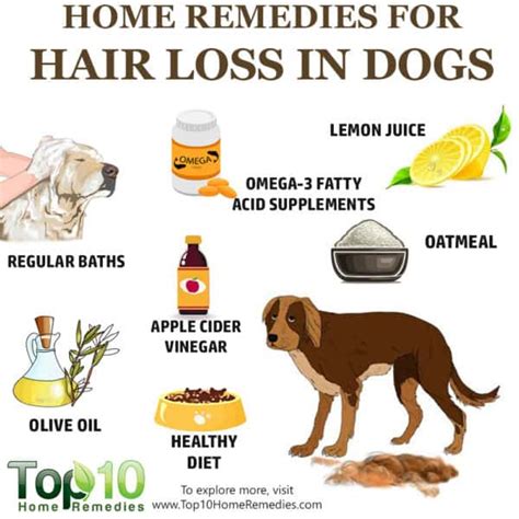 Preventing Hair Loss in Canines: Tips and Strategies