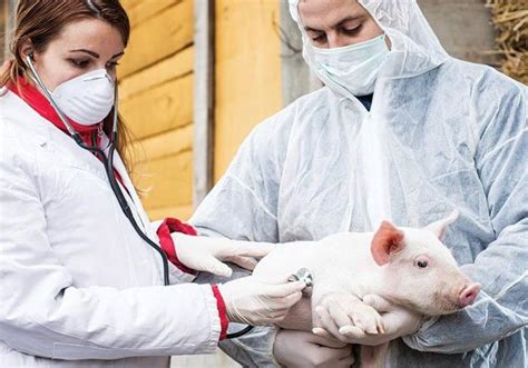 Preventing and Managing Common Health Issues in Young Swine