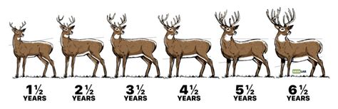 Protectors and Leaders: The Strength Within Male Deer