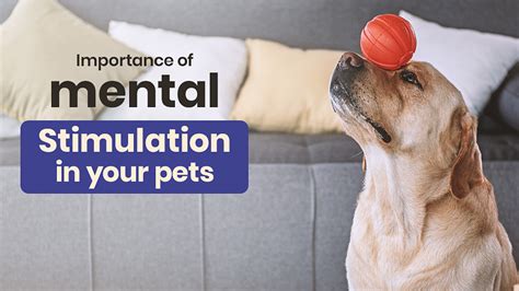 Providing Mental Stimulation for Your Canine Companion