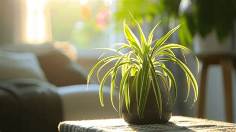 Providing the Essential Light for Thriving Spider Plants