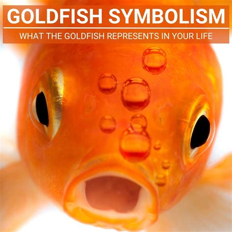 Psychological Analysis: Exploring the Symbolism of a Goldfish's Demise in Dreams
