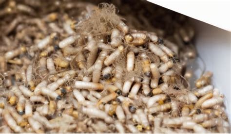 Psychological Factors Contributing to Dreams Involving Maggots' Presence