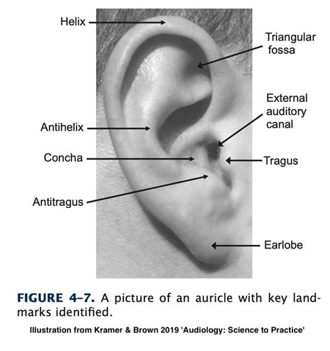 Psychological Interpretations of Canine Tongue Contact with Human Auricles in Oneiric States