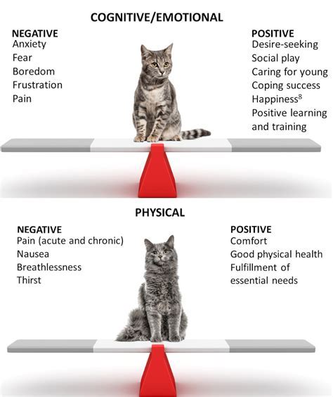 Psychological Perspectives: Revealing the Significance of Feline Reveries