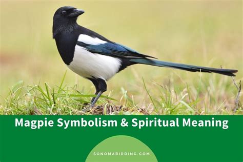 Psychological Perspectives: Unraveling the Symbolic Significance of Magpie Dreams