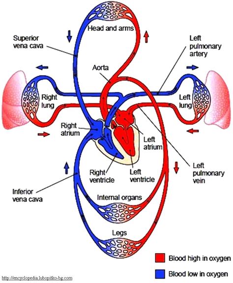 Pumping Life: Understanding the Role of the Heart in Circulation