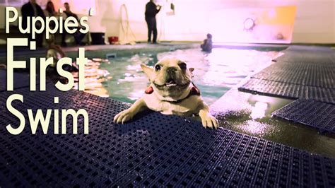 Puppies' First Swim Classes: What to Anticipate