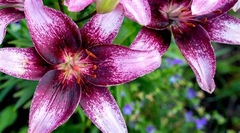 Purple Lily: A Sign of Mystery and Intrigue