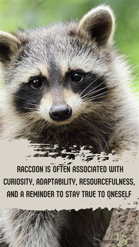 Raccoon as a Symbol of Ingenuity and Craftiness