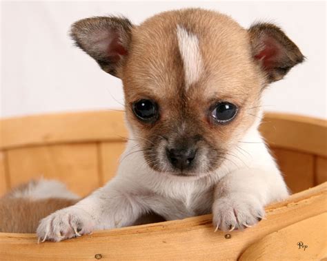 Raising a Little Chihuahua: Providing for the Needs and Training Your Tiny Companion