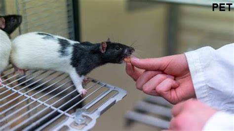 Rat Behavior and Communication: Understanding Your Rat's Language and Signals