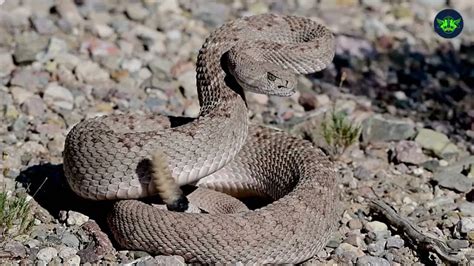 Rattlesnakes as Enigmatic Visitors: Exploring their Profound Significance