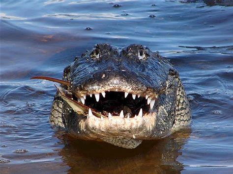 Recognizing the Alligator as a Metaphor for Unresolved Issues