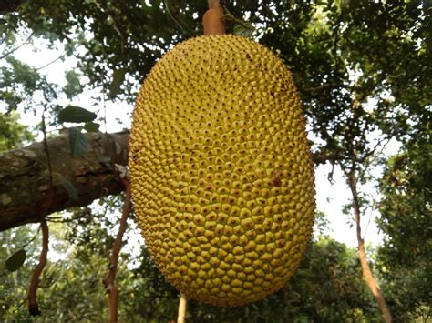 Record-Breaking Giants: The Largest Fruit Varieties in the World